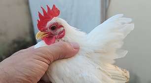 'Galinha pet' é 5 vezes menor que a comum e pode custar até R$ 3,5 mil